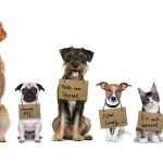 Foster a Pet to Feel Needed