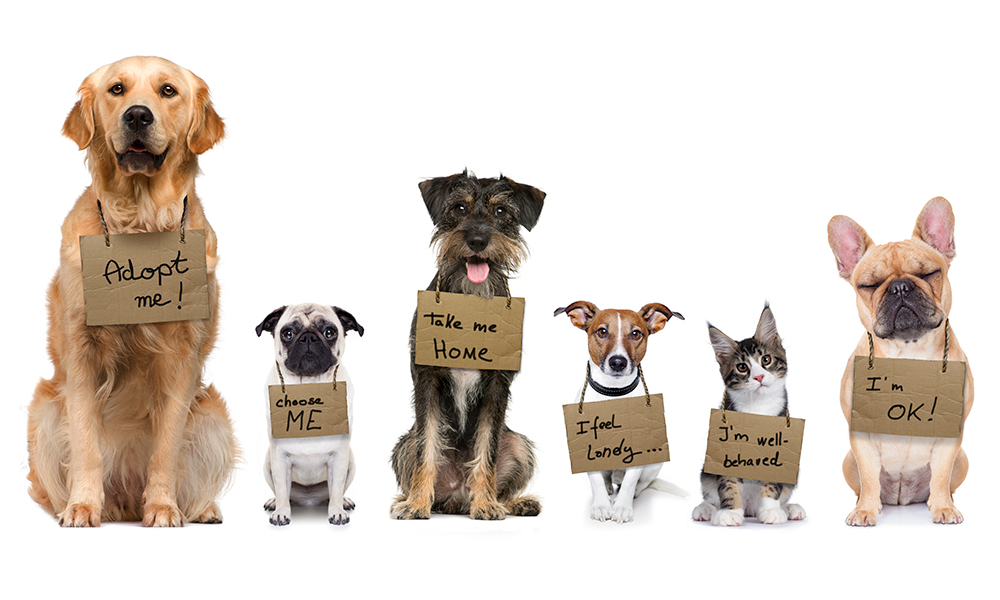 Foster a Pet to Feel Needed