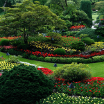 Plant Trees, Shrubs or Flowers Around Your Yard